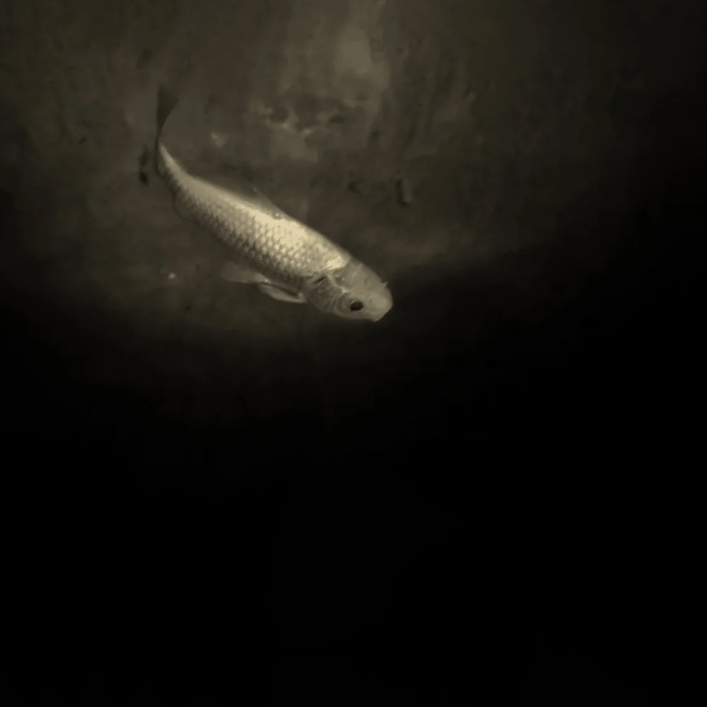 <p>© Marie Sueur</p>