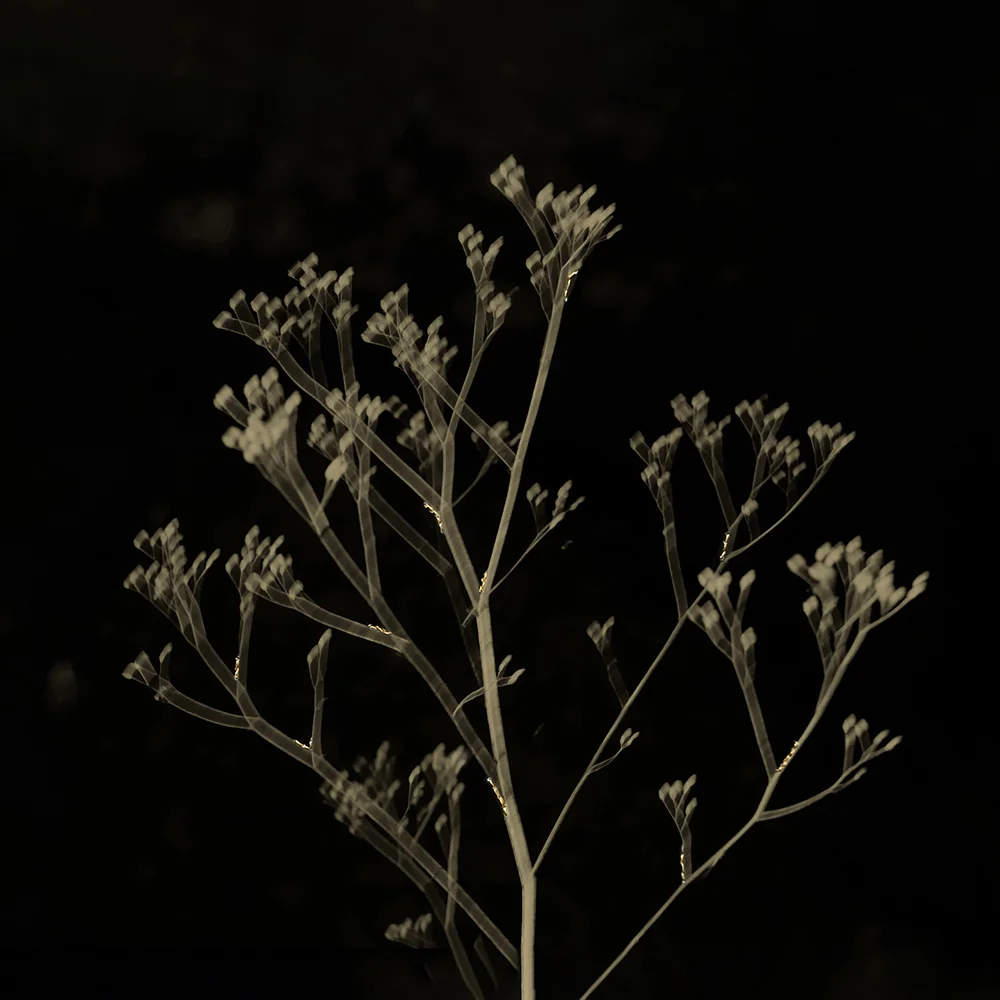 <p>© Marie Sueur</p>