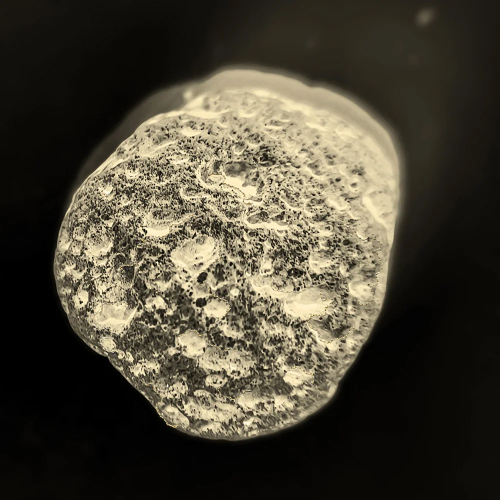 <p>© Marie Sueur</p>