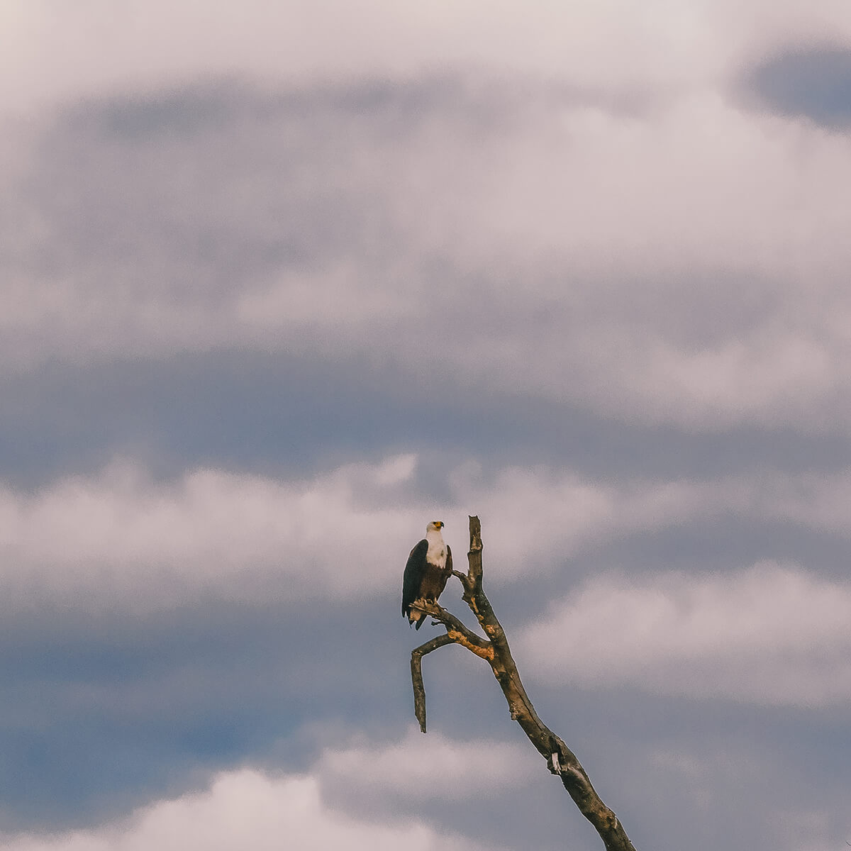 Zambezi National Park<p>© Nirav Solanki</p>