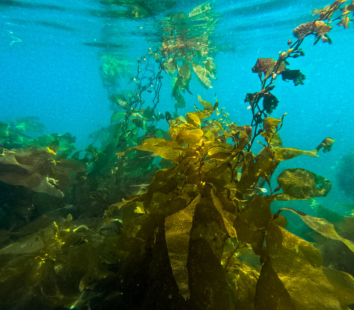 Catalina Island<p>© Nirav Solanki</p>