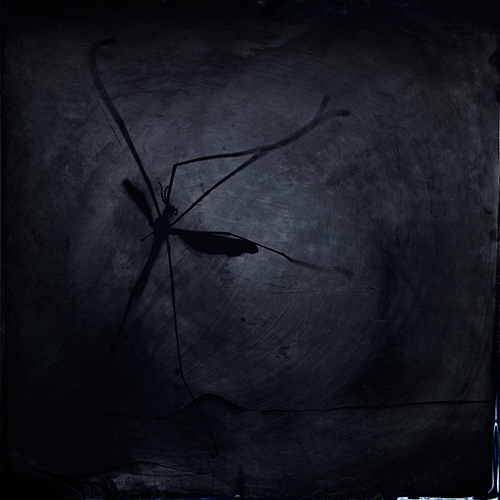 According to Nature: cranefly<p>© S. Gayle Stevens</p>