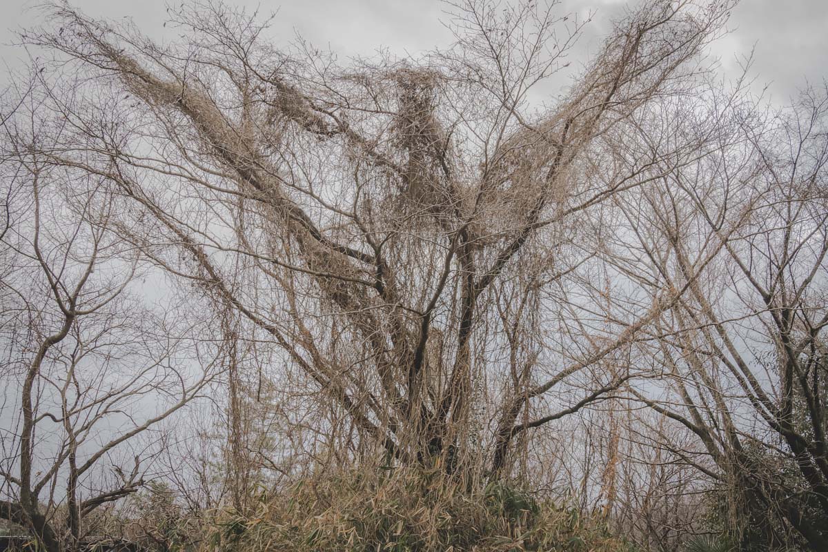 Affected Tree<p>© Taisuke Sato</p>