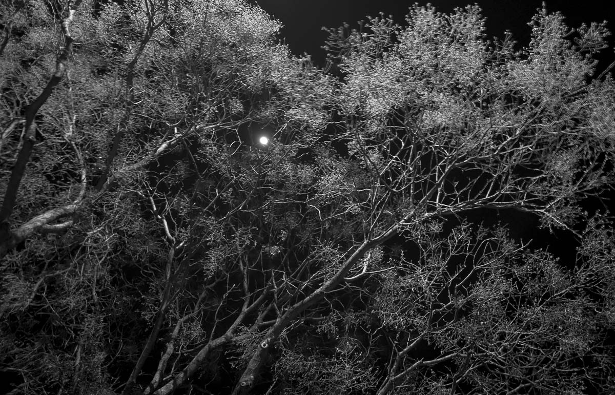 <p>© tr Smith</p>