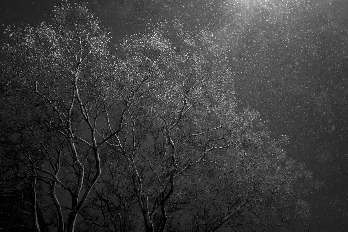 <p>© tr Smith</p>