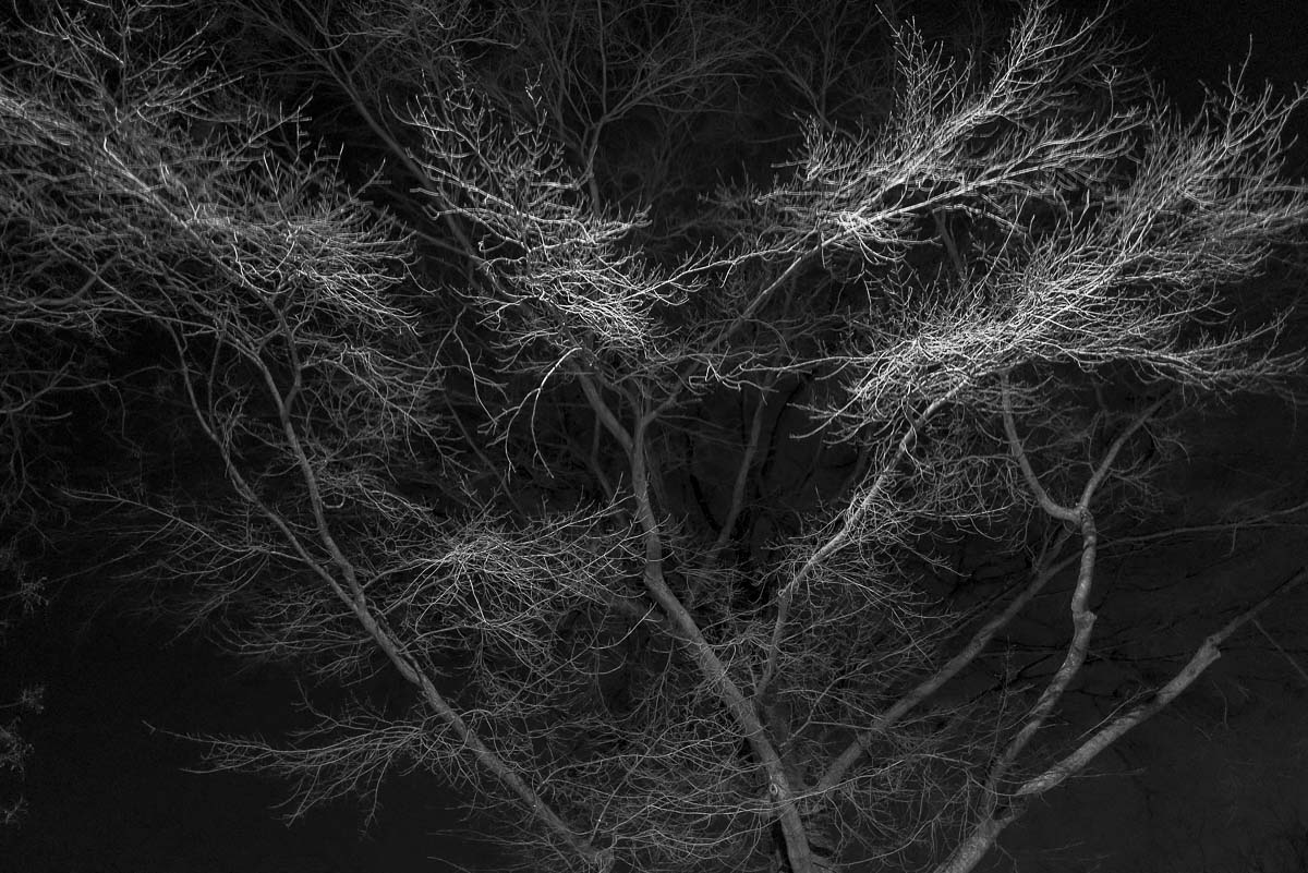 <p>© tr Smith</p>