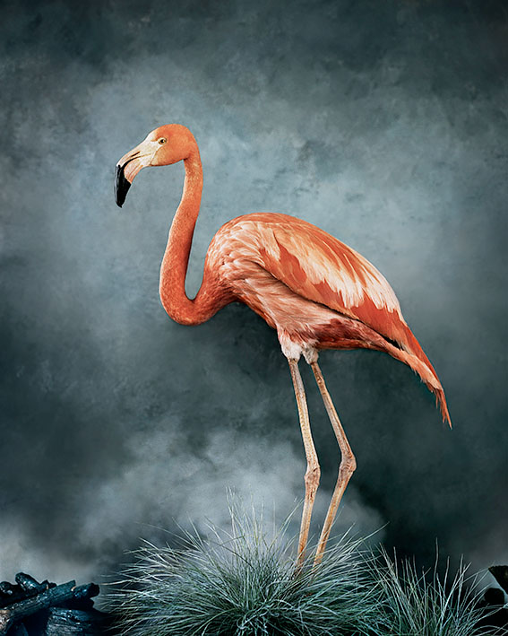 Flamingo<p>© Vee Speers</p>
