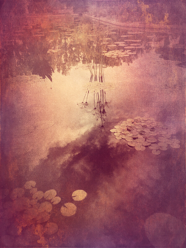 Lily Pads<p>© Wendi Schneider</p>