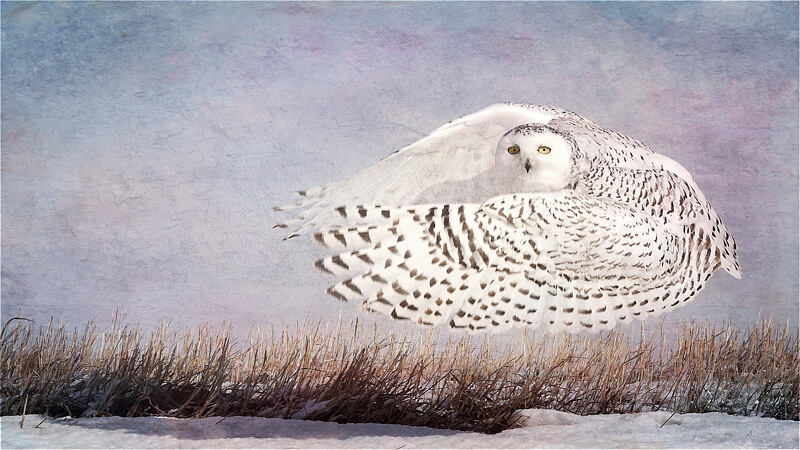 Snowy Owl Hover<p>© Wendi Schneider</p>