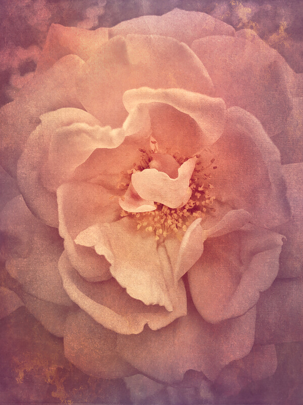 Tudor Rose<p>© Wendi Schneider</p>