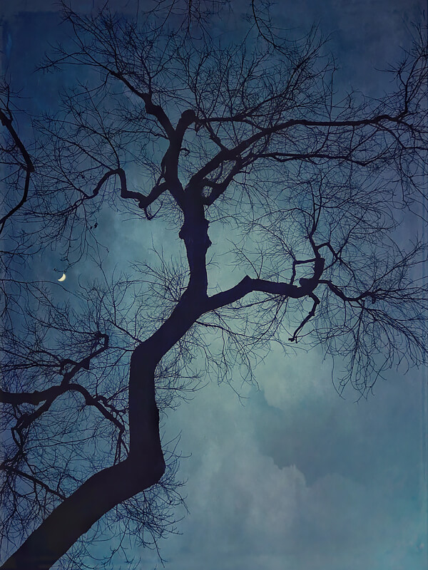 Crescent Moon<p>© Wendi Schneider</p>