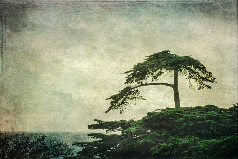 Cypress<p>© Wendi Schneider</p>