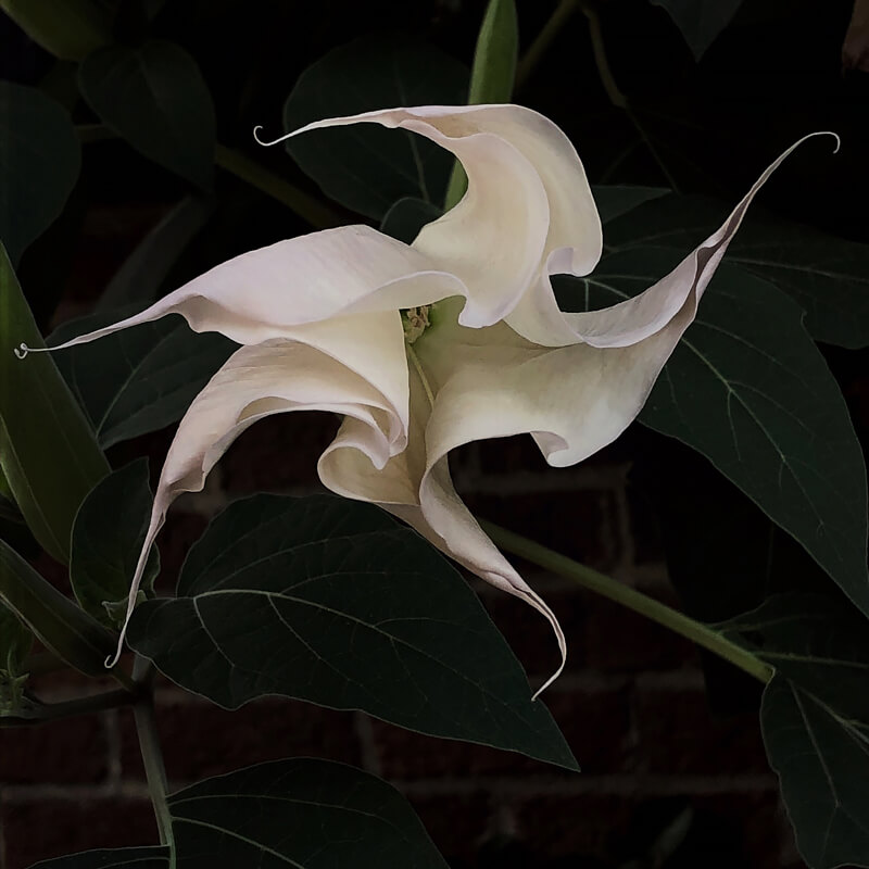 Datura II<p>© Wendi Schneider</p>