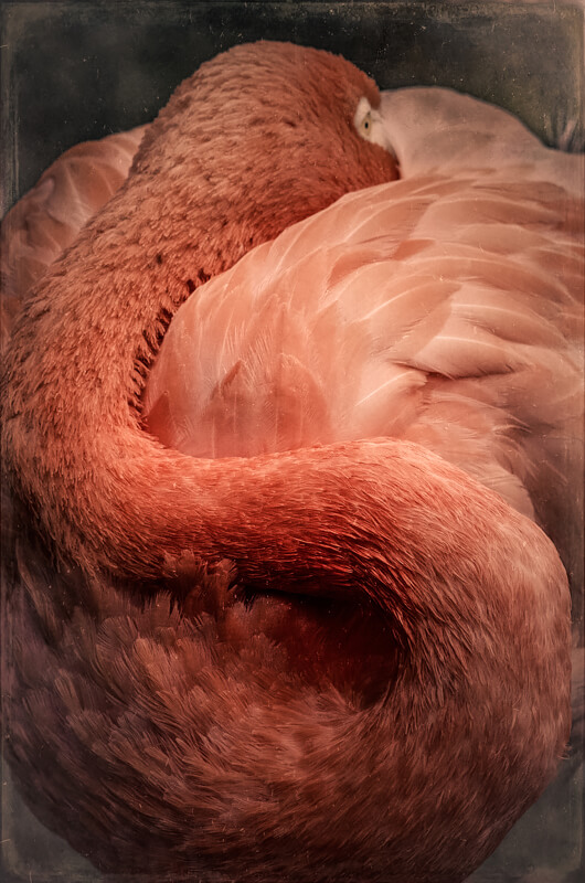 Flamingo<p>© Wendi Schneider</p>