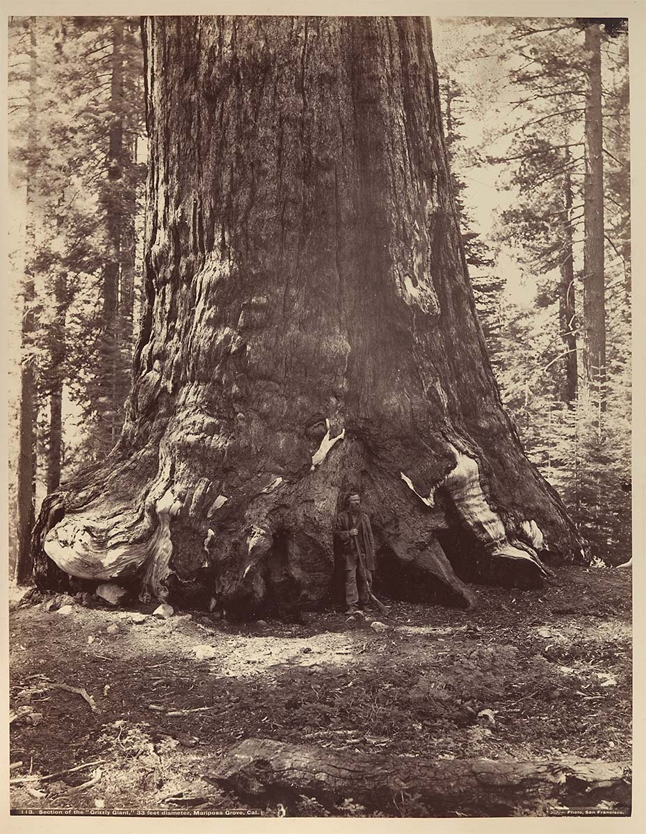 Section of the Grizzly Giant with Galen Clark, Mariposa Grove, Yosemite. 1865–66, printed ca. 1876 - Metropolitan Museum of Art<p>© Isaiah West Taber</p>