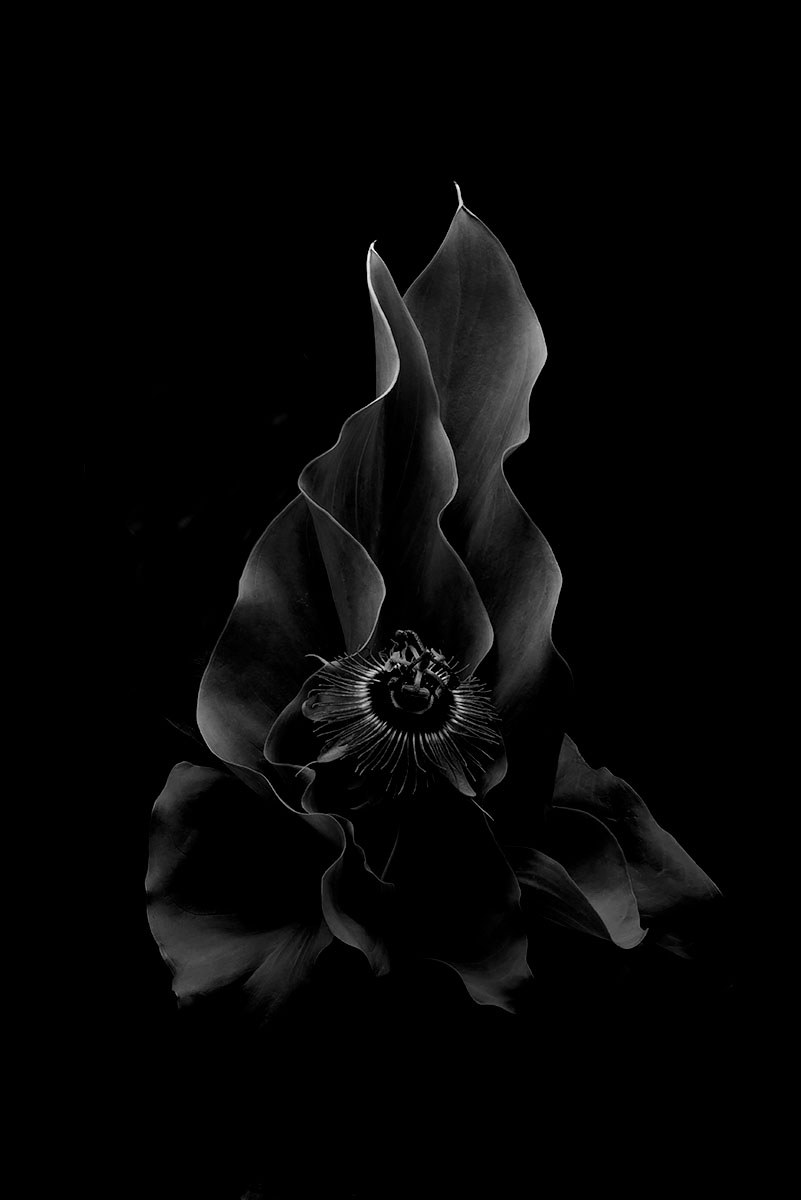 Passionflower<p>© Jacqui Turner</p>