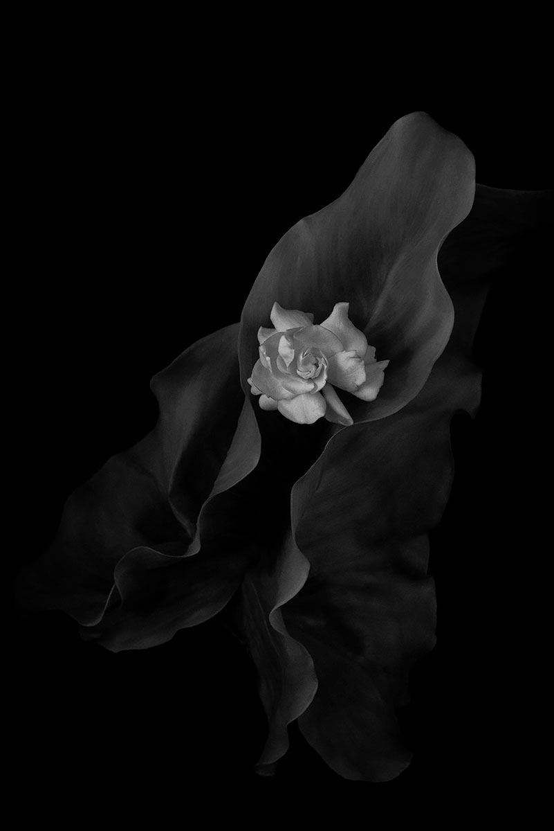 Gardenia<p>© Jacqui Turner</p>