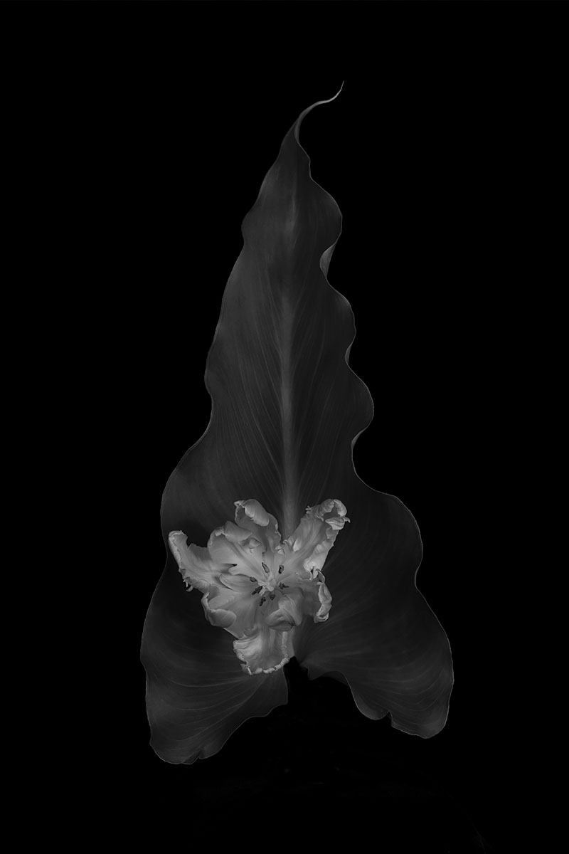 Tulip<p>© Jacqui Turner</p>