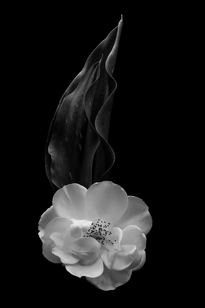 Rose<p>© Jacqui Turner</p>