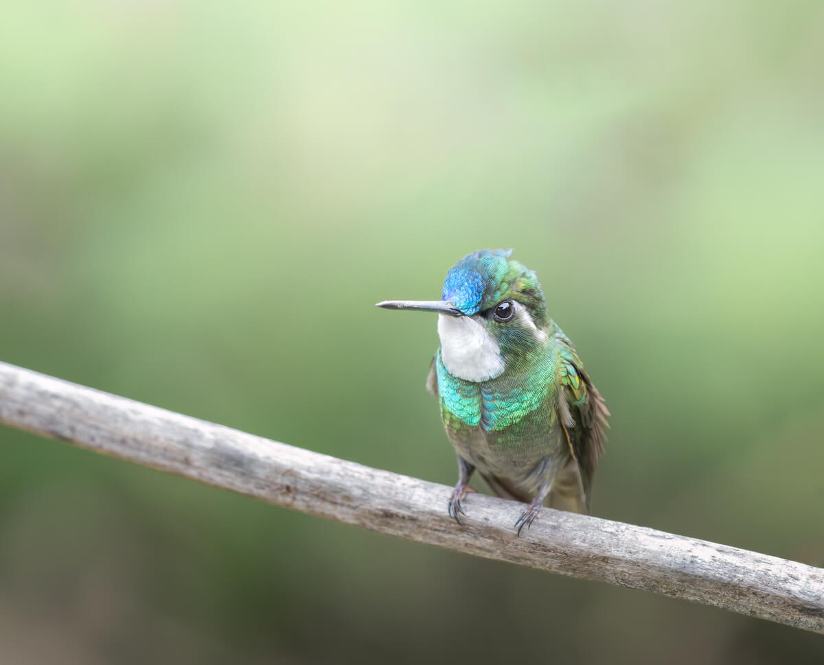 Hummingbird<p>© Pablo Trilles Farrington</p>