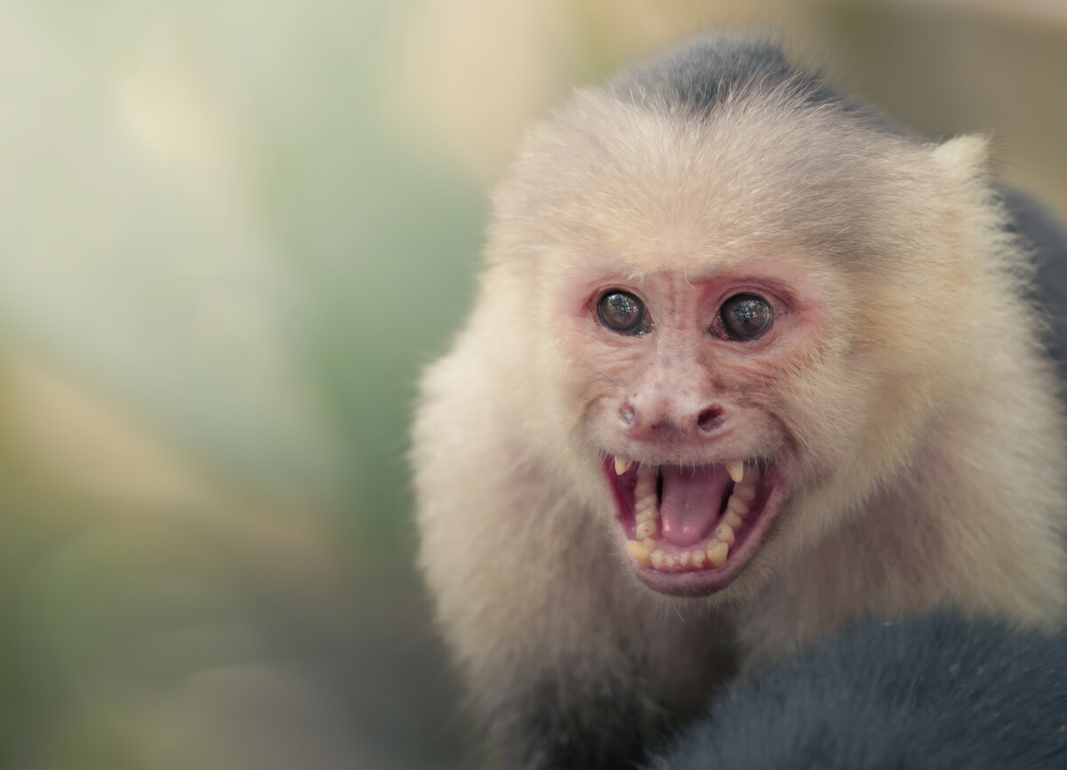 Monkey<p>© Pablo Trilles Farrington</p>