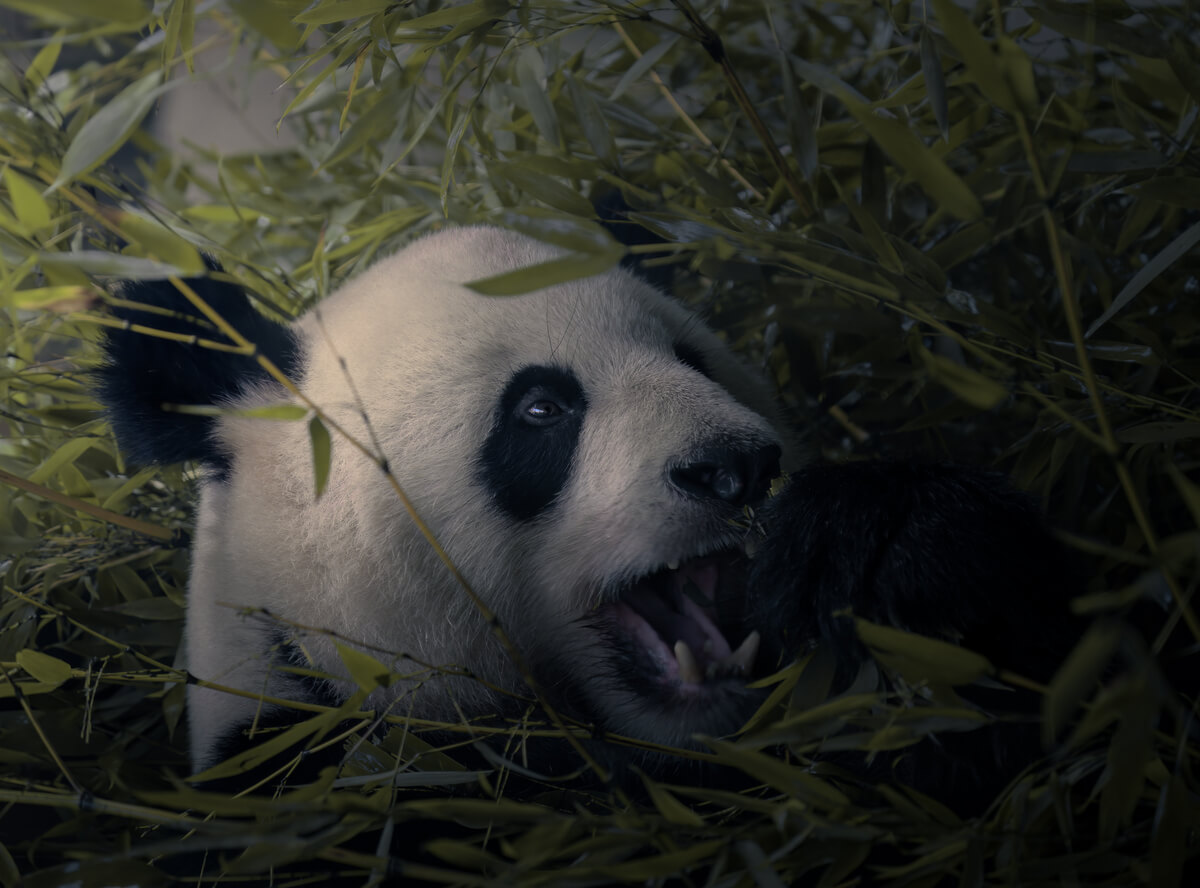 Panda bear<p>© Pablo Trilles Farrington</p>