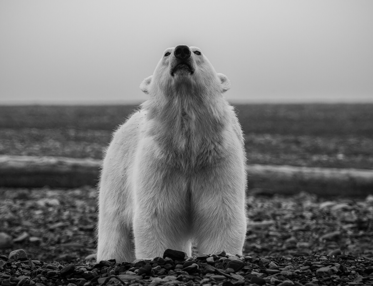 Polar bear female<p>© Pablo Trilles Farrington</p>