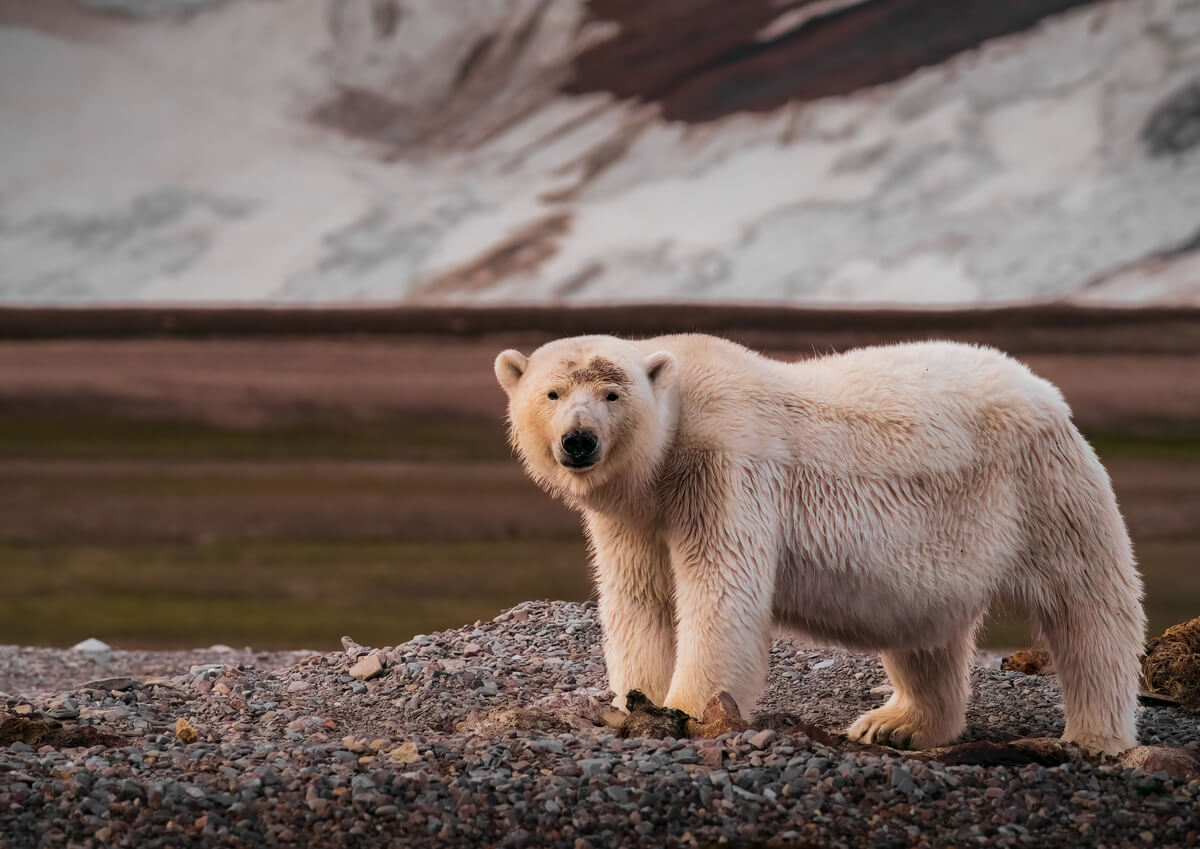 Polar bear male<p>© Pablo Trilles Farrington</p>