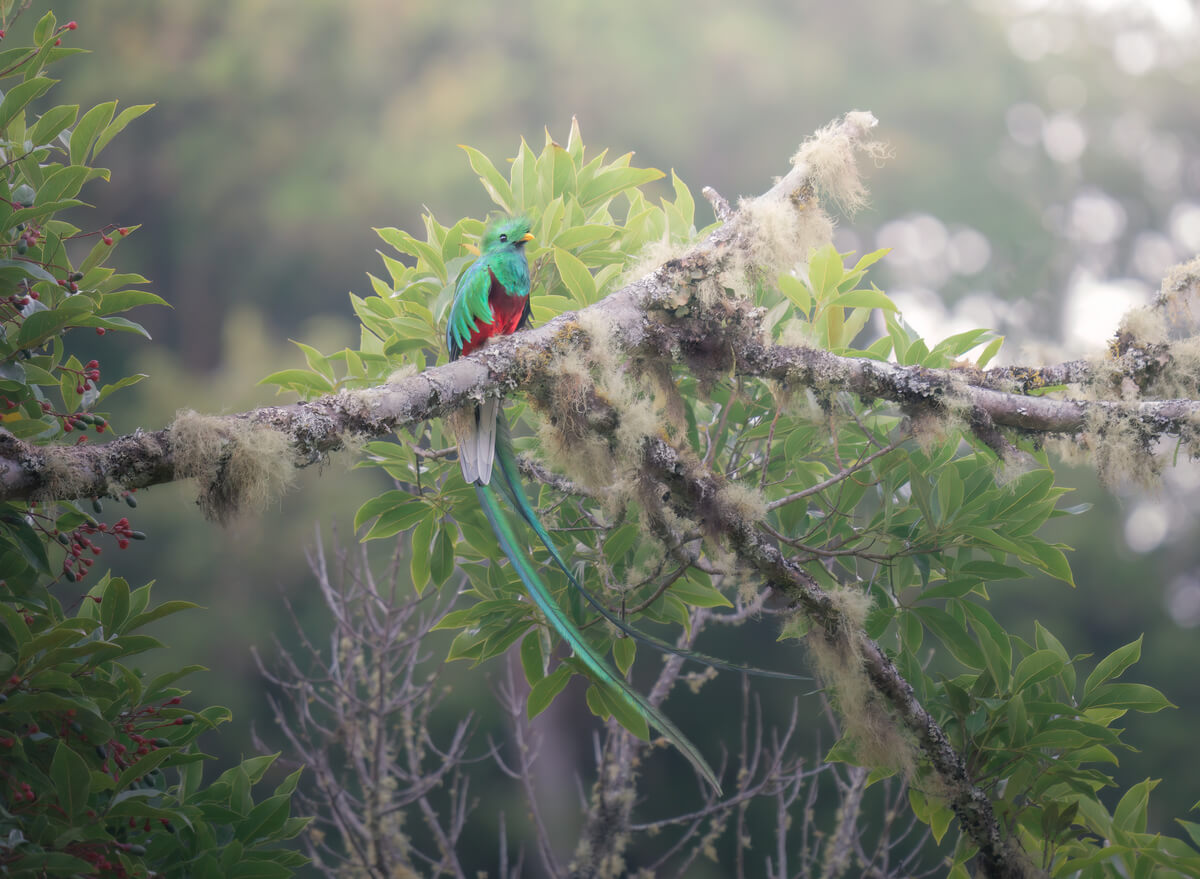 Quetzal 2<p>© Pablo Trilles Farrington</p>