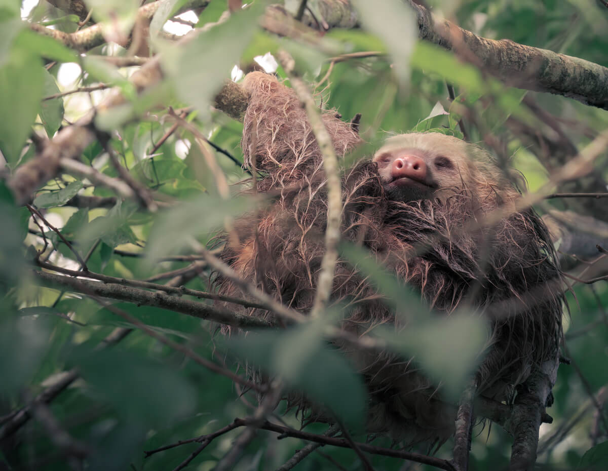 Sloth<p>© Pablo Trilles Farrington</p>
