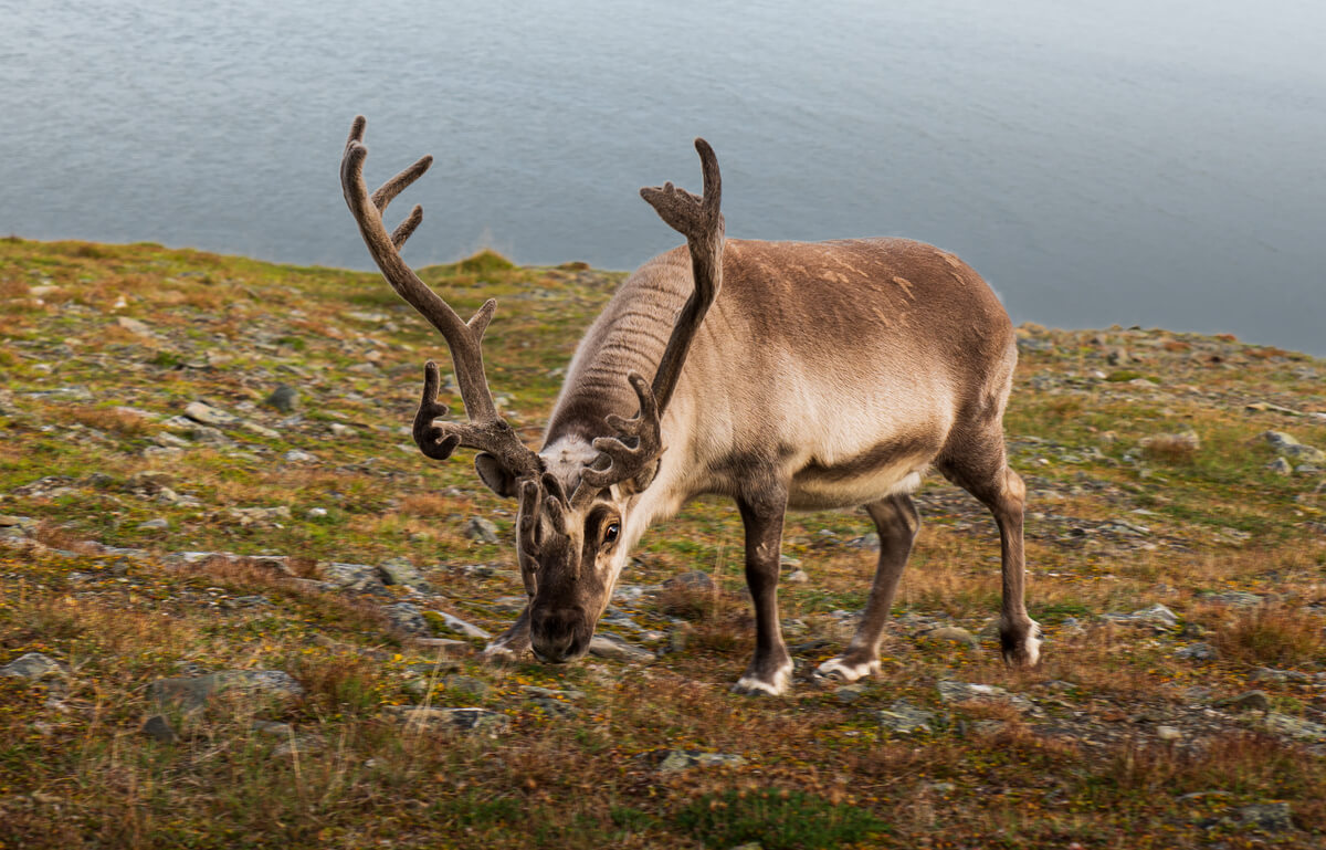 Svalbard reindeer<p>© Pablo Trilles Farrington</p>