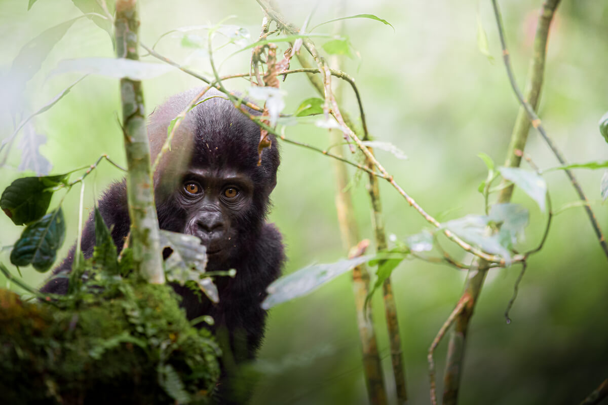 The young and curious ape<p>© Pablo Trilles Farrington</p>