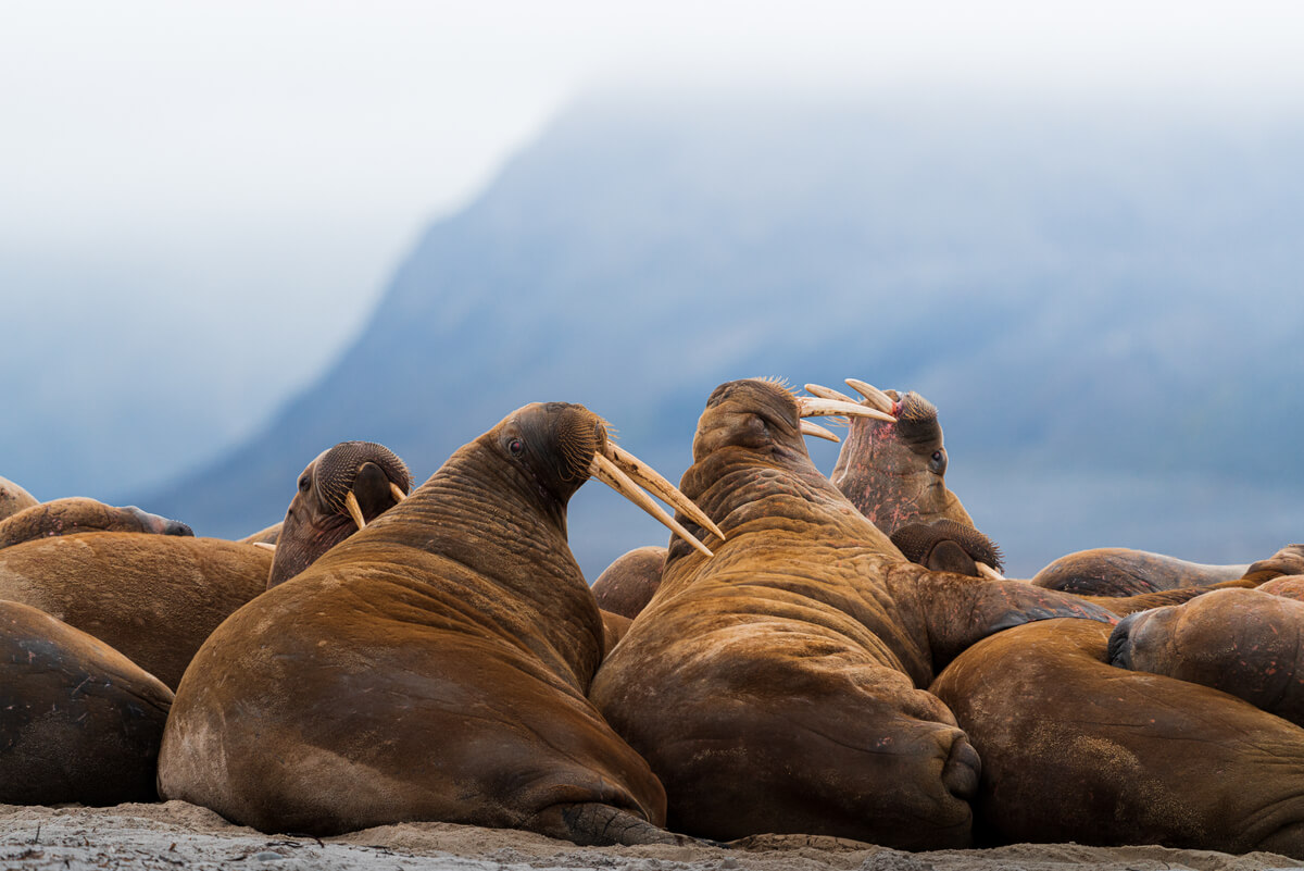 Walruses<p>© Pablo Trilles Farrington</p>