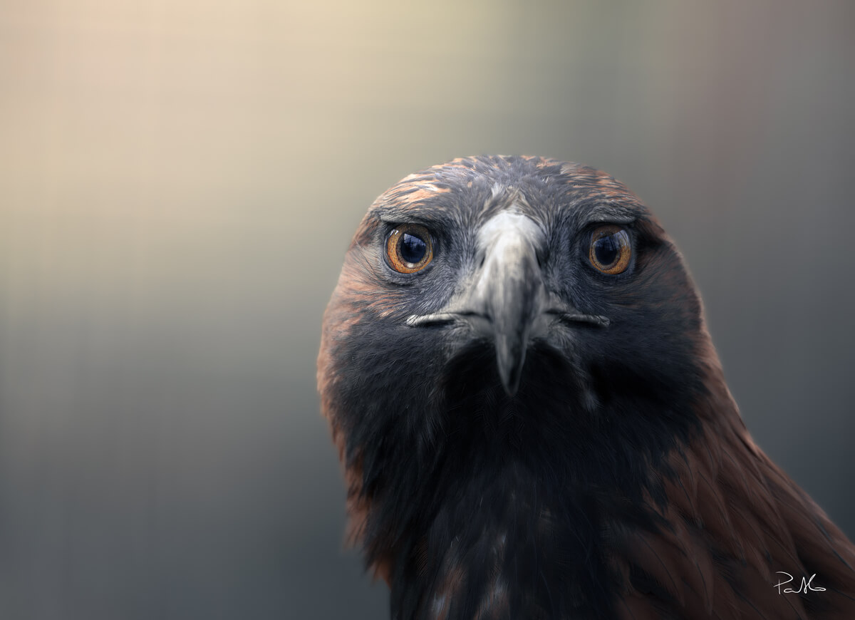 Eagle<p>© Pablo Trilles Farrington</p>