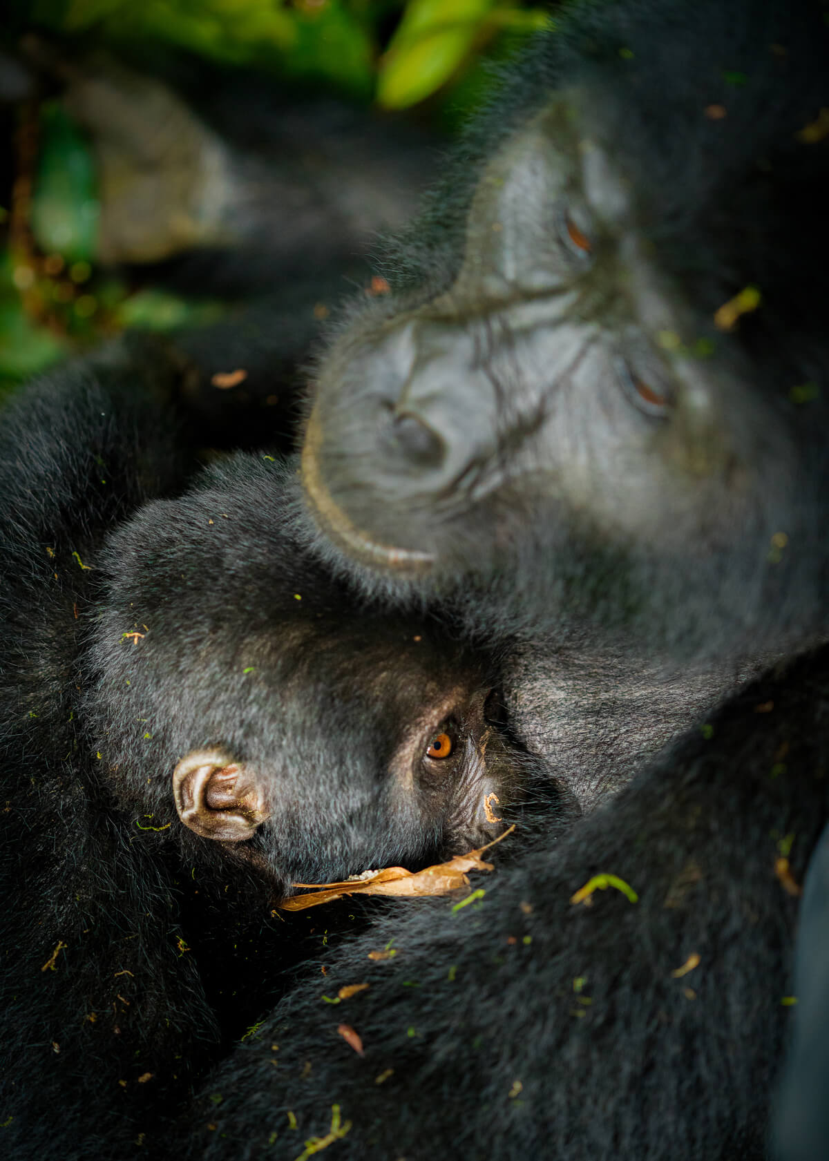 Gorilla Caring<p>© Pablo Trilles Farrington</p>