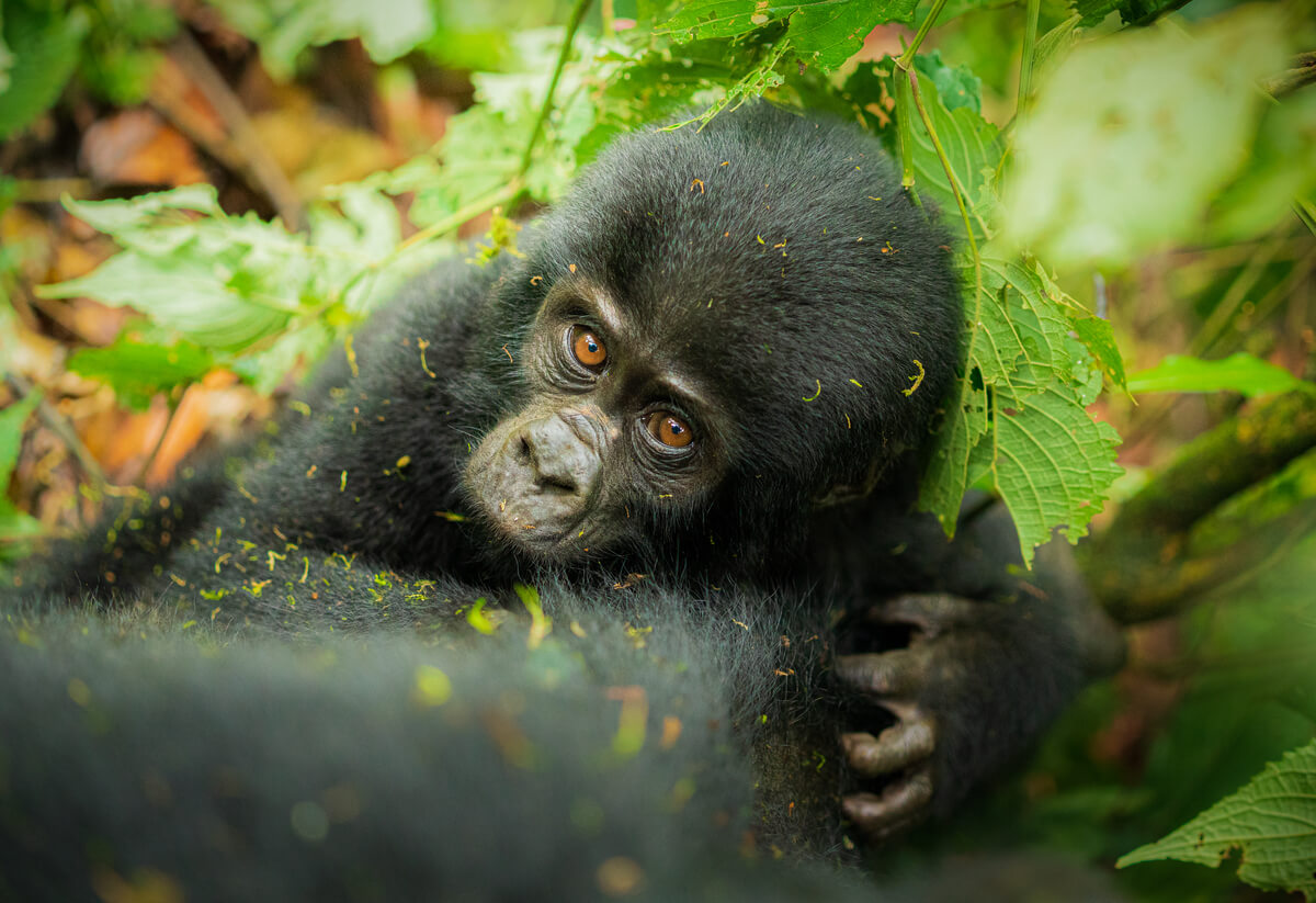 Gorilla Hiding<p>© Pablo Trilles Farrington</p>