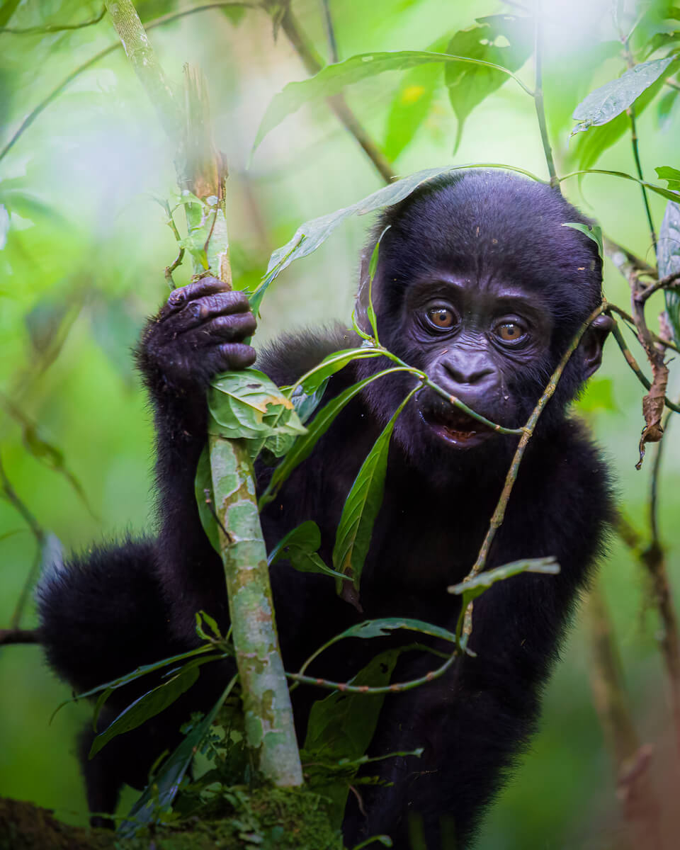 Gorilla Observing<p>© Pablo Trilles Farrington</p>