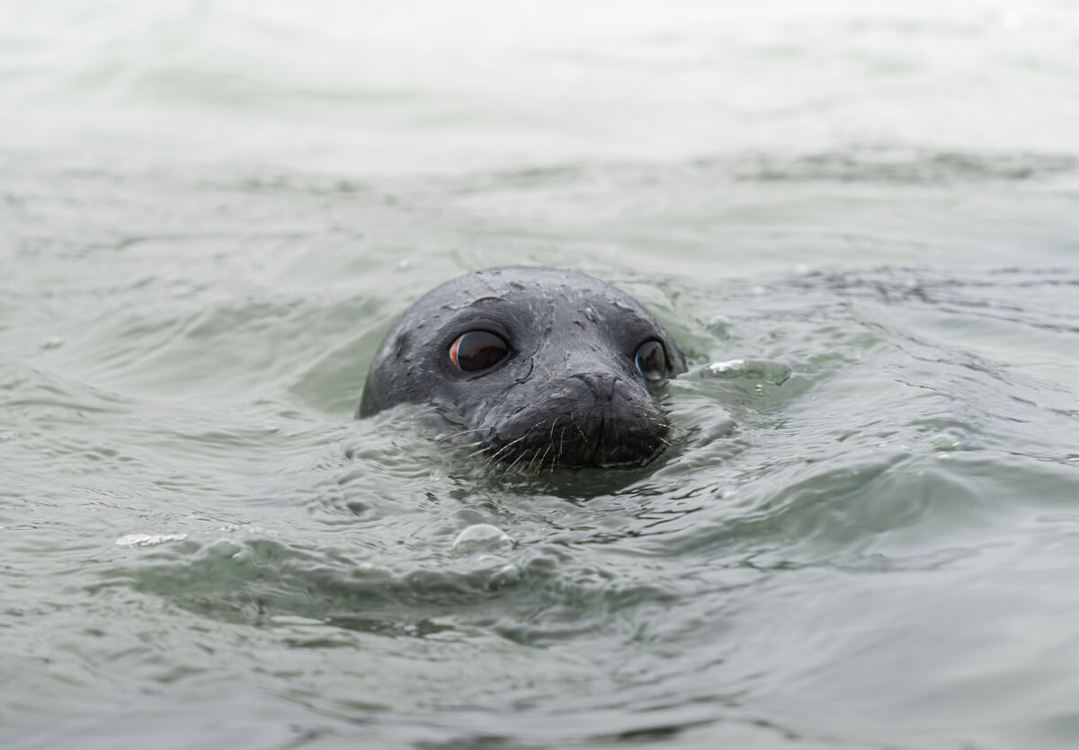 Harbour seal<p>© Pablo Trilles Farrington</p>