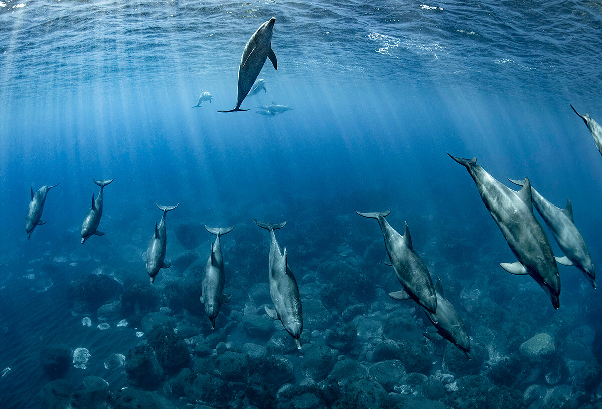 Dolphin Line<p>© Reiko Takahashi</p>