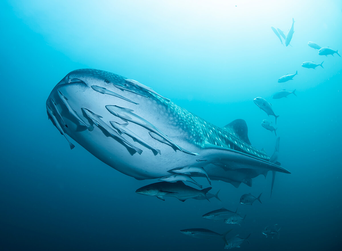 Underwater UFO<p>© Reiko Takahashi</p>