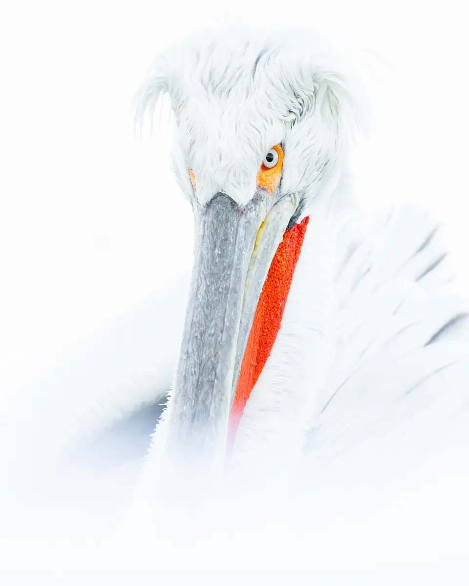 <p>&copy; Seppo Tuomaala</p>