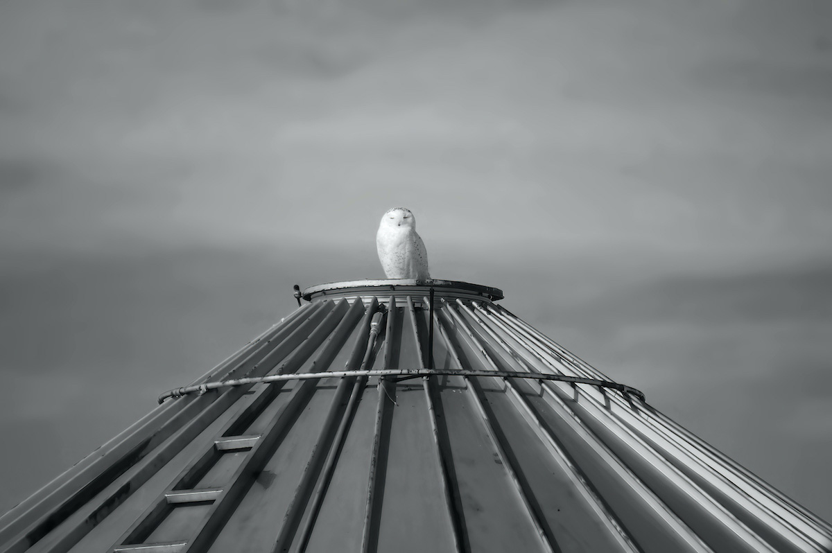 Observation Post<p>© Steve Toole</p>