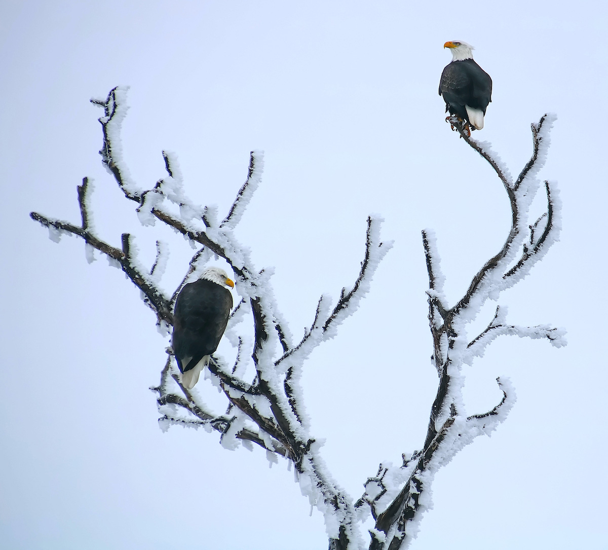 Contemplating a Move South<p>© Steve Toole</p>