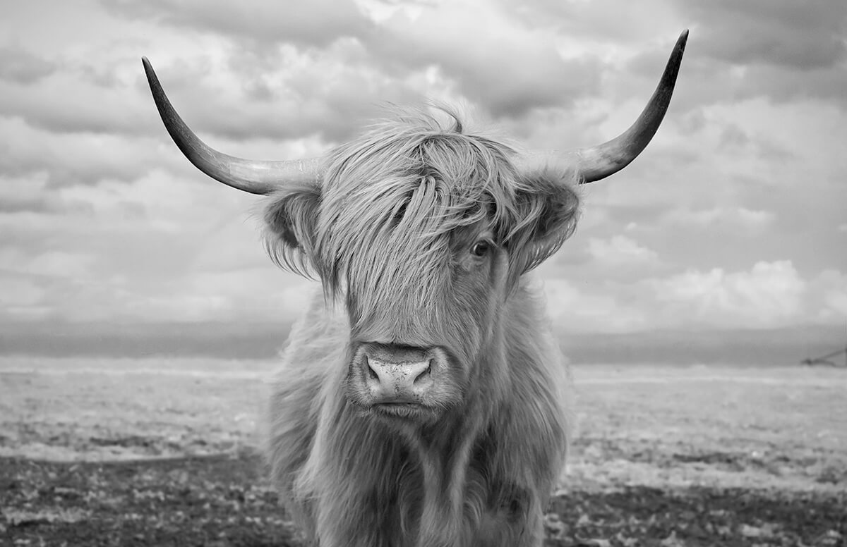 Highland Cow<p>© Steve Toole</p>