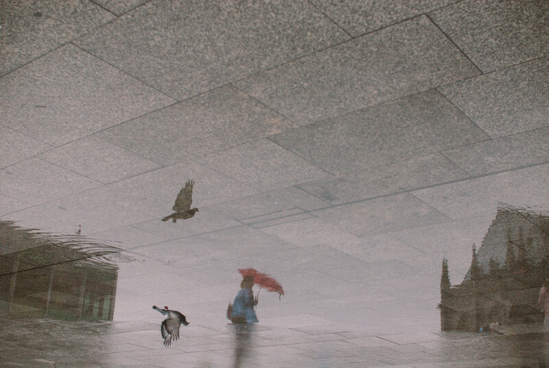 <p>© Ying Tang</p>