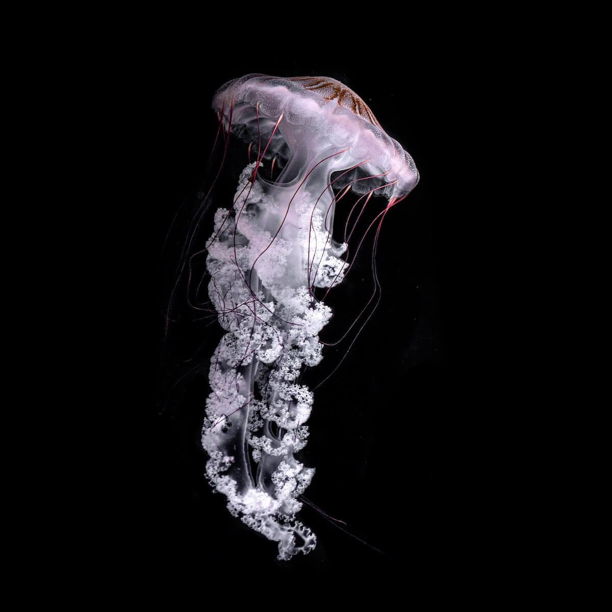 Animals<p>© Olivier Unia</p>