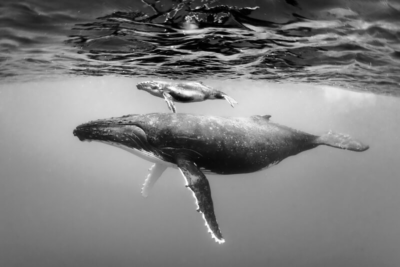 Moorea 2018<p>© Christian Vizl</p>