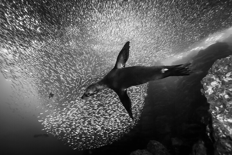 Sea Lions 2018<p>© Christian Vizl</p>