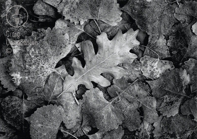 Oak Leaf<p>© Craig Varjabedian</p>