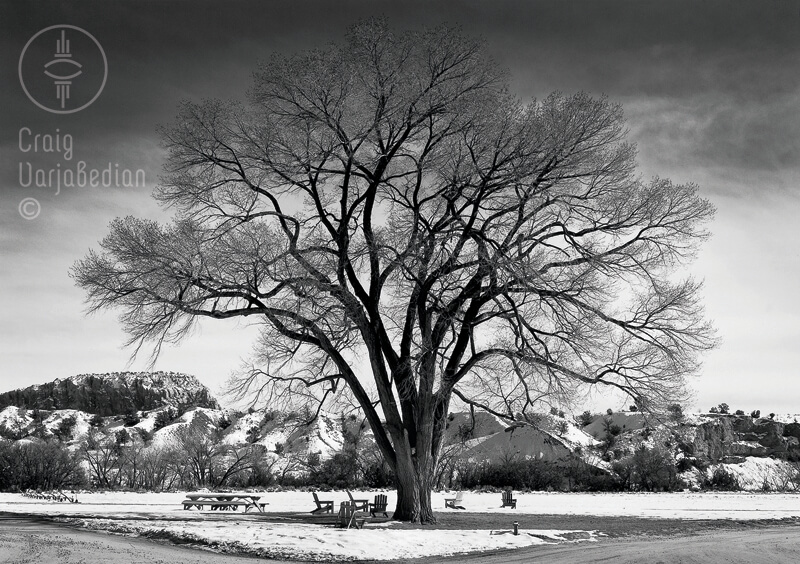 Wisdom Tree Ghost Ranch<p>© Craig Varjabedian</p>